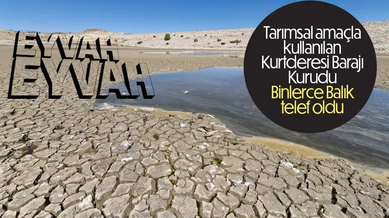 Karaman'da baraj kurudu, binlerce balık telef oldu