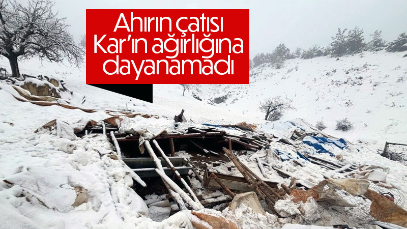 Karaman’da karın ağırlığına dayanamayan ahırın çatısı çöktü