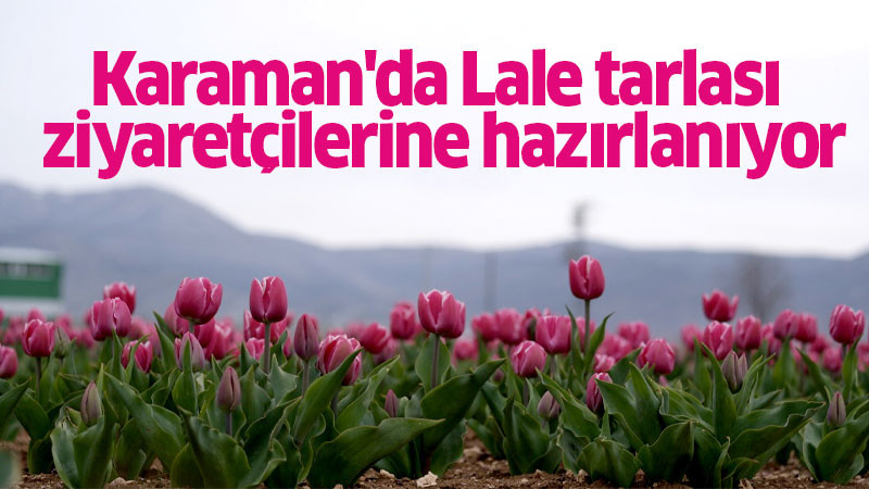 Karaman'da lale tarlası ziyaretçilerine hazırlanıyor