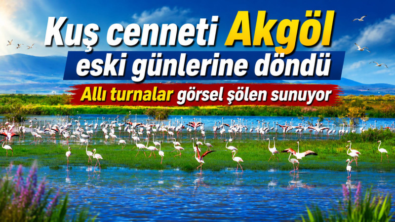 Kuş cenneti Akgöl eski günlerine döndü