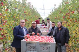 Karaman'da Mevsimin Son Elma Hasadı Yapıldı