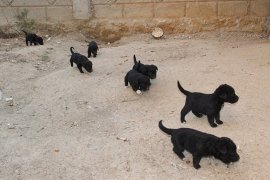 Anneleri kaybolan 10 yavru köpeği Sütle besliyor