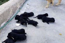 Anneleri kaybolan 10 yavru köpeği Sütle besliyor