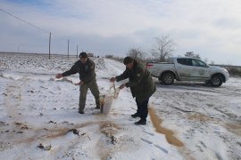 Karaman’da yaban hayvanlarına yem desteği