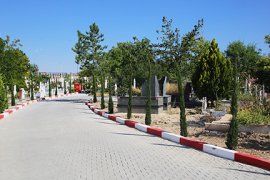 Şehir Mezarlığına 500 Adet Kara Selvi Ağacı Dikildi