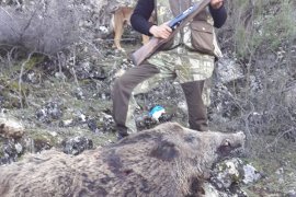 Karaman'nın Köylerinde Yaban Domuzu Sürek Avı Düzenlendi