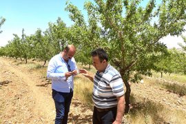 Karaman’da Badem Üreticilerimizin Yüzü Gülüyor