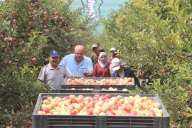 Karaman’da erkenci elma hasadı başladı
