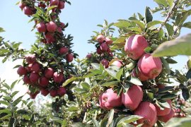 Karaman’da elma hasadı başladı