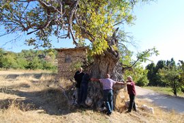 Ermenek'te 700 yaşındaki Ceviz ağacı koruma altına alınıyor
