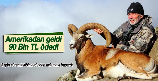 Bir Anadolu Yaban Koyununu Avlamak İçin 90 Bin Lira Ödedi  