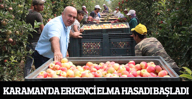 Karaman’da erkenci elma hasadı başladı