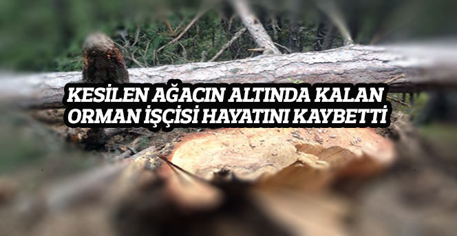 Kesilen Ağacın Altında Kalan Orman İşçisi Hayatını Kaybetti