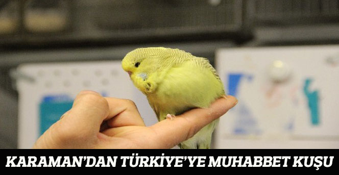 Türkiye'ye muhabbet kuşu üretiyor
