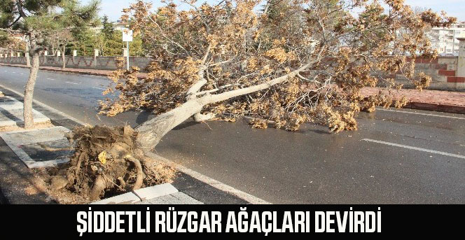 Karaman'da şiddetli rüzgar ağaçları devirdi