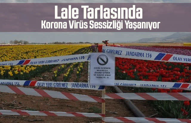 Karaman'da lale tarlasında korona virüs sessizliği